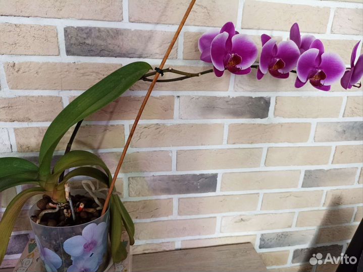 Орхидея фаленопсис