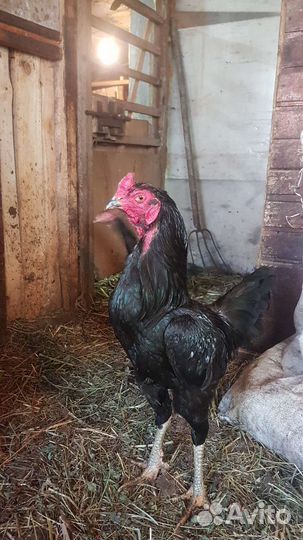 Петухи бойцовые о Шамо