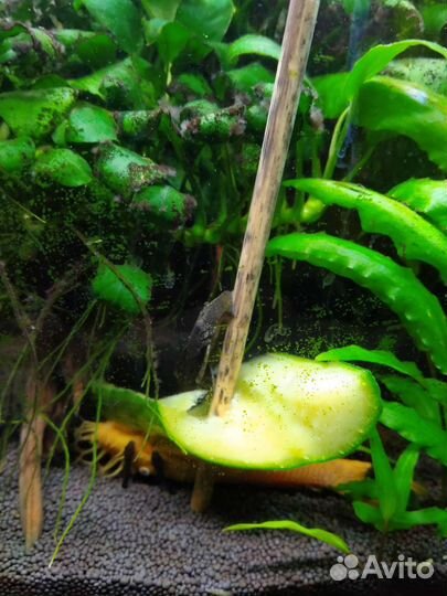 Аквариумные рыбки и растения, грунт