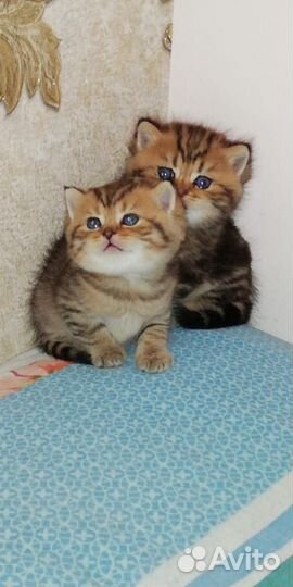 Британские котята