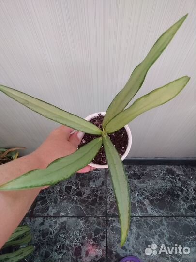 Калатеи, аглаонемы