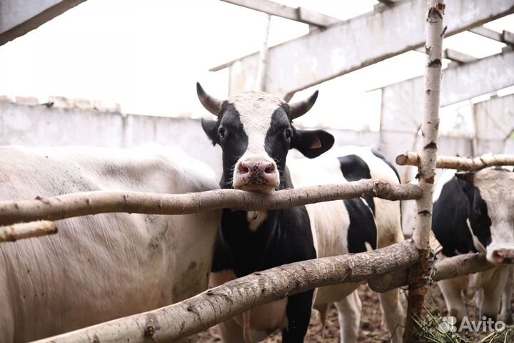 Продам бычков