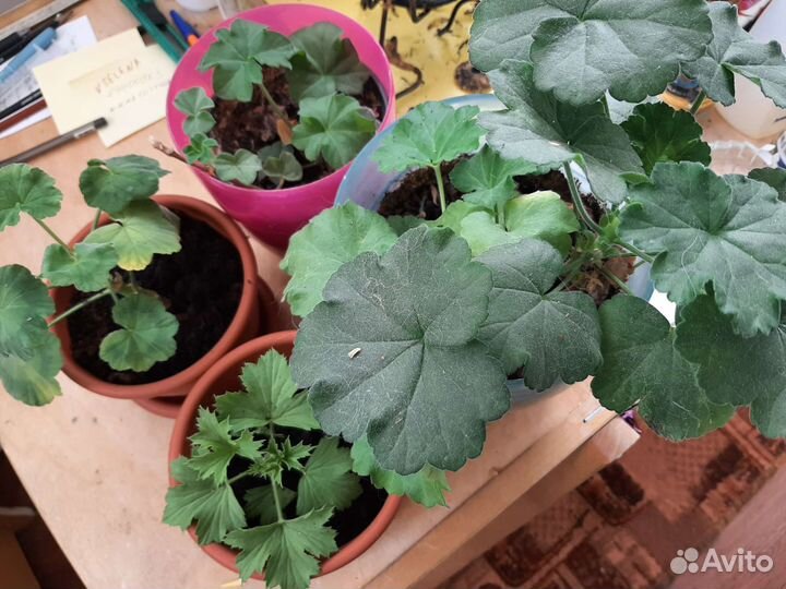 Пеларгония герань