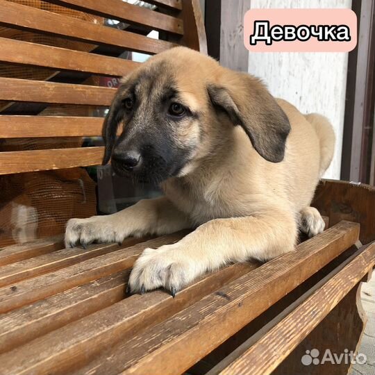 Щенки
