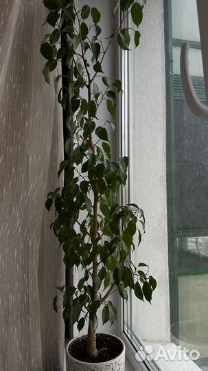 Фикус бенджамина большой