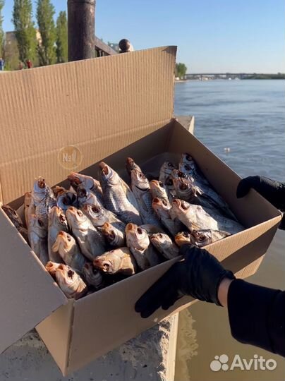 Астраханская вобла