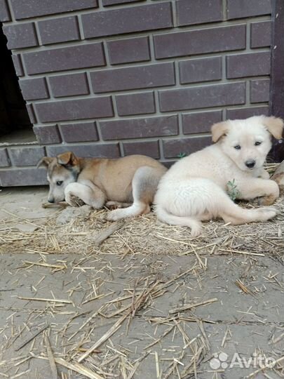 Щенята в добрые руки