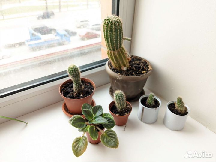 Кактусы и фиалка