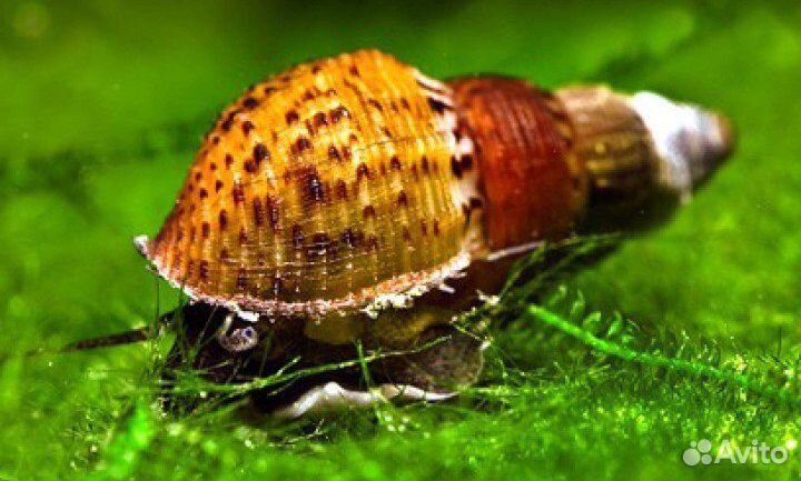 Улитки аквариумные