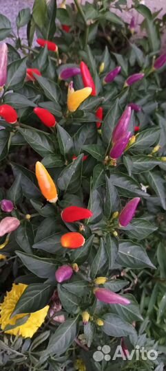 Семена и рассада супер острого кустарник. перца