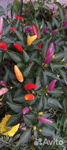 Семена и рассада супер острого кустарник. перца