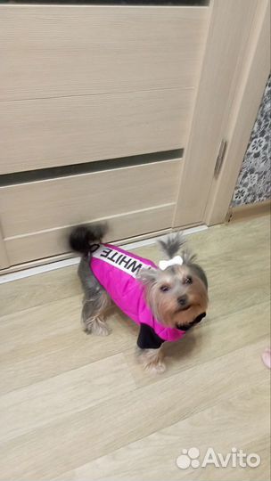 Одежда для маленьких пород собак, шью на заказ