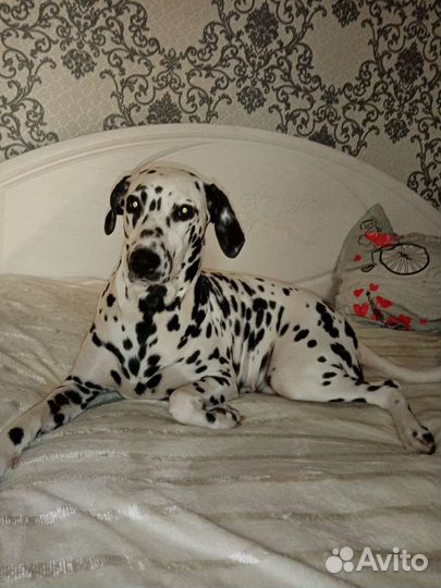 Далматин девочка вязка