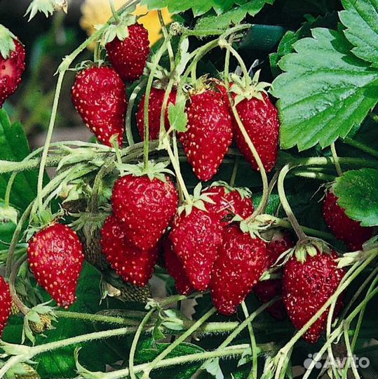 Рассада земляника садовая ремонтантная