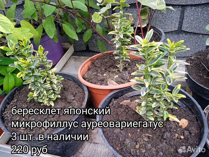 Декоративные кустарники