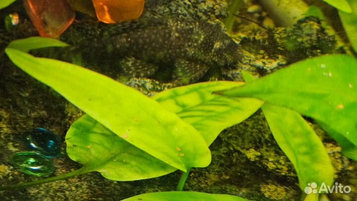 Сом анциструс