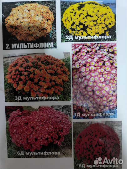 Хризантемы мультифлора