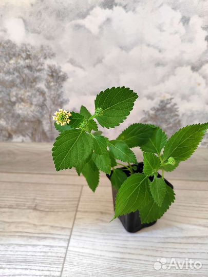 Нематантус золотая рыбка. Лантана камаро