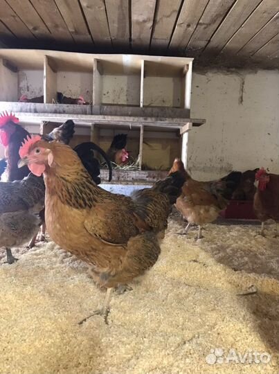 Инкубационное яйцо Кучинская юбилейная