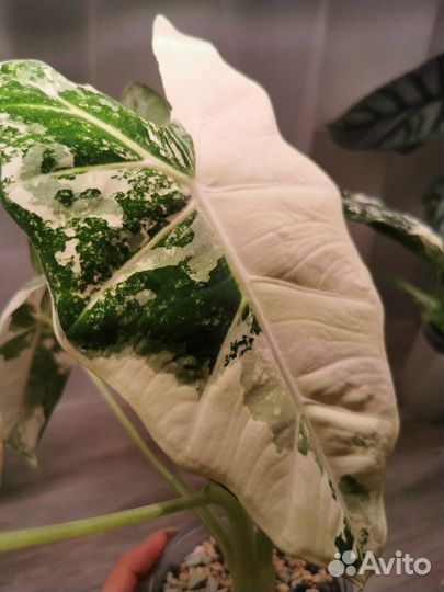 Алоказия Фрайдек