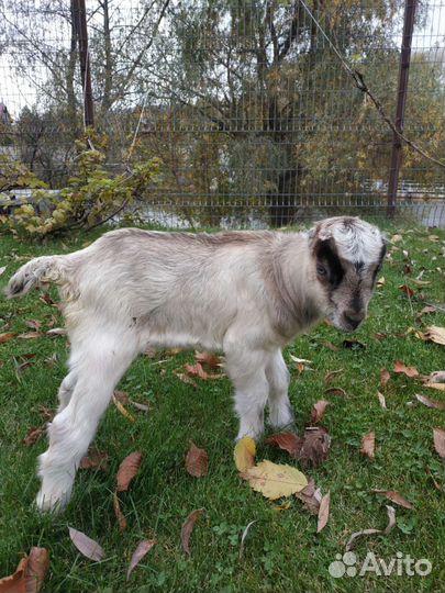 Козел ламанча на племя