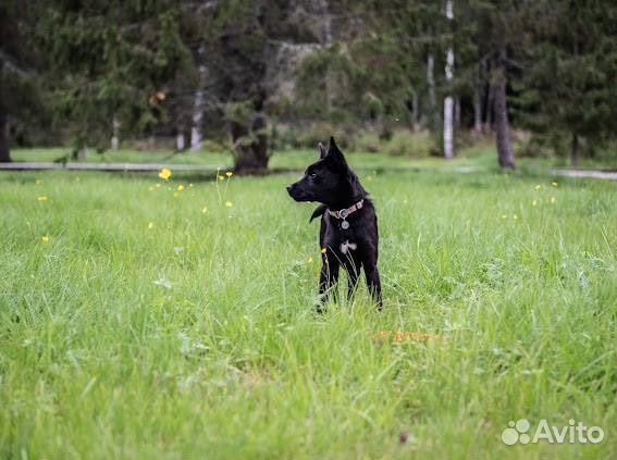 Щенки басенджи
