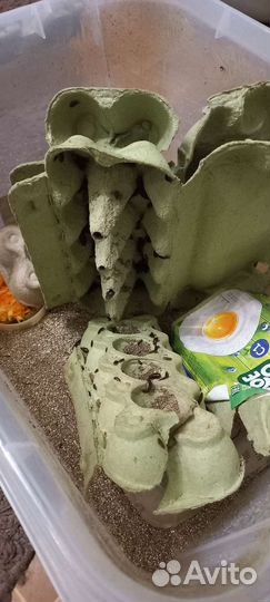 Мраморные тараканы