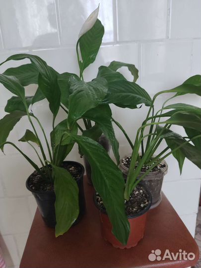 Спатифиллум, монстера