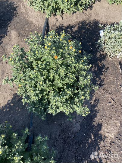 Хризантемы мультифлора