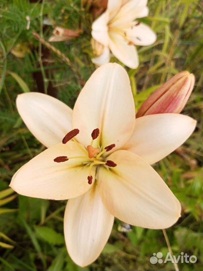 Цветы лилии садовые