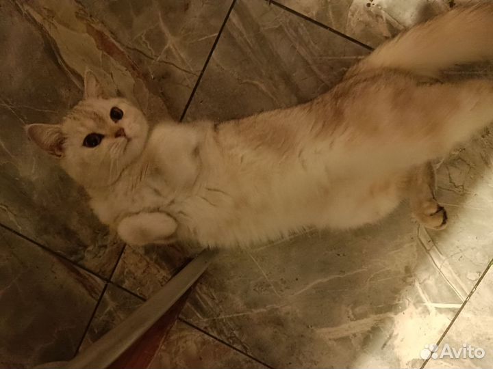 Вязка кошек