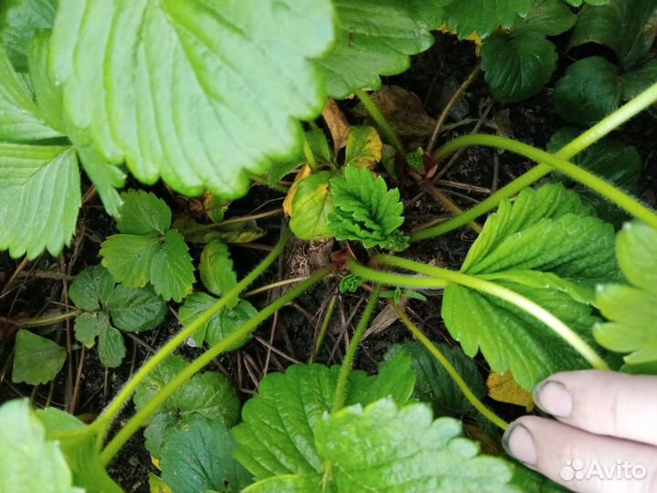 Розетки клубники, смесь, Лорд и Ананасная