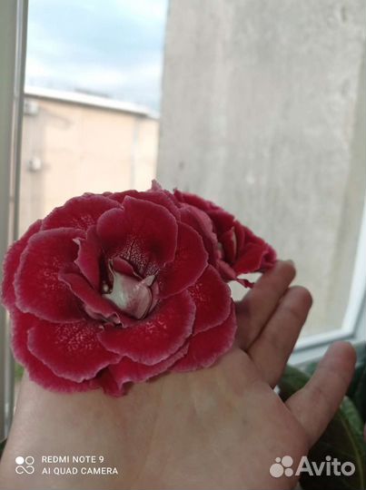 Листья глоксинии