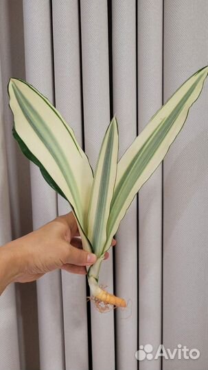 Сансевиерия новые гибриды