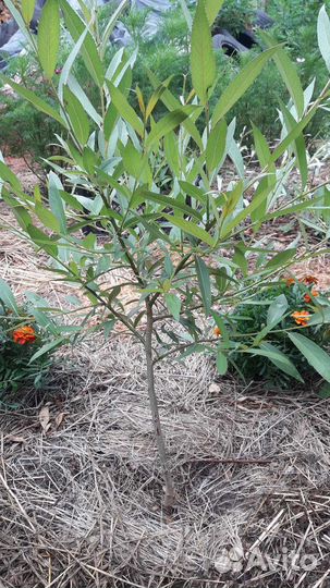 Цветы и растения для сада