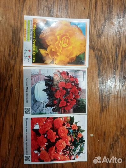 Бегония клубневая