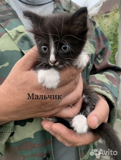 Котята в дар