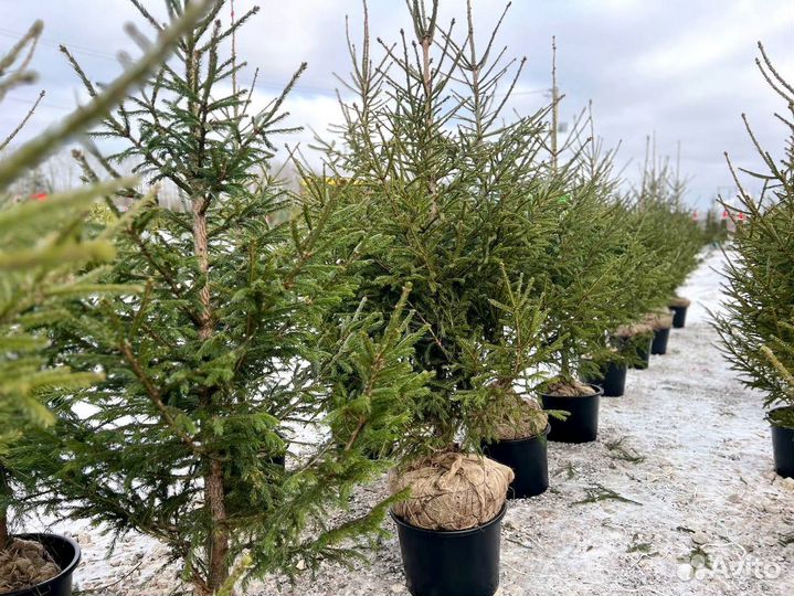 Ель обыкновенная 165 см классика зимнего сада