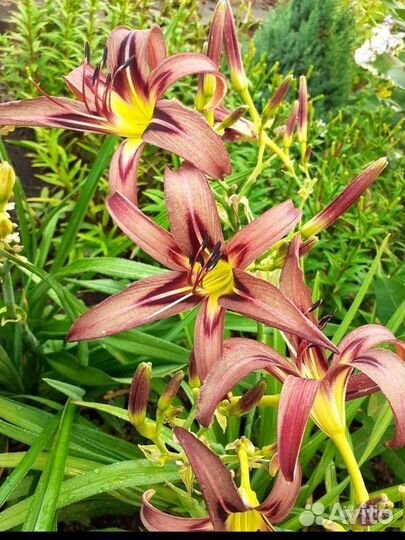 Садовые зимостойкие растения