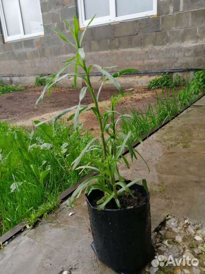 Эстрагон (тархун)
