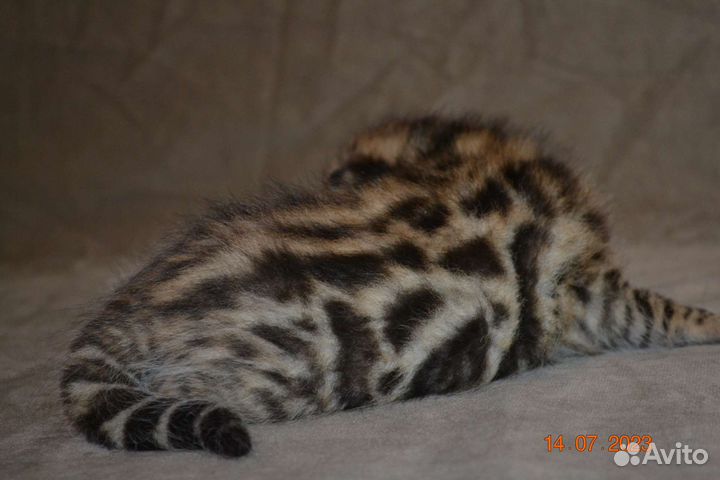 Бенгальские мальчики Ф1 от длк