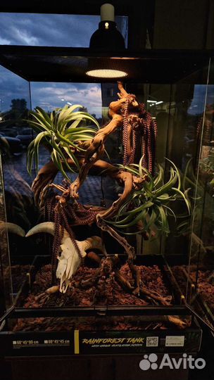 Террариум с оформлением