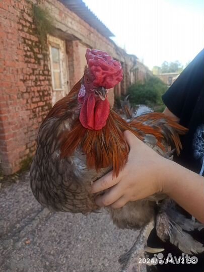 Молодые петухи