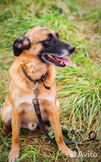 Веселый пес - Попрыгун в дар