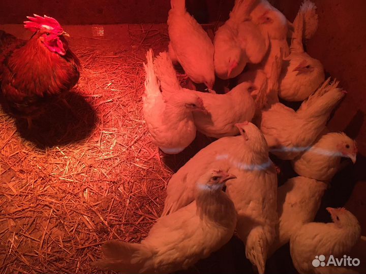 Домашняя птица