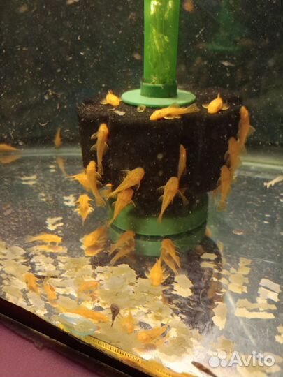 Сомики анциструсы, пецилии, моллинезии, гуппи