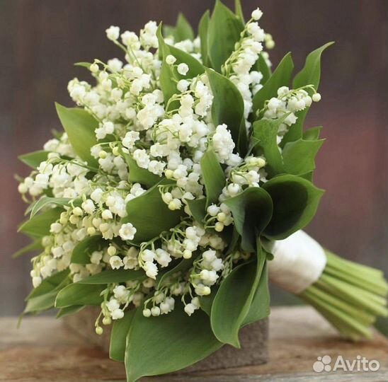 Морозостойкий ландыш, декоративные цветы