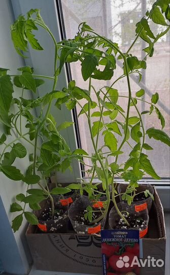 Рассада помидор