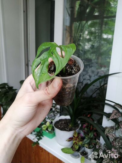 Монстера манки маск