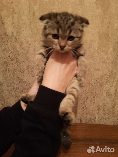 Шотландский котенок